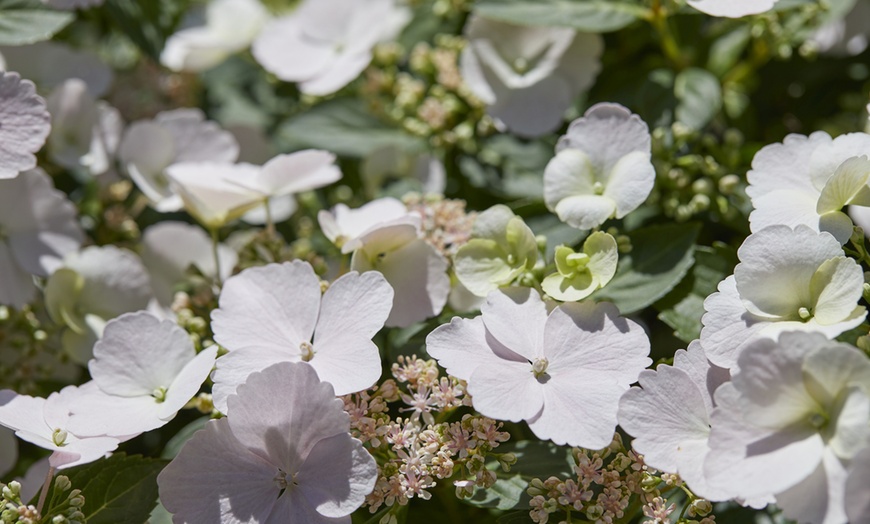 Image 3: Pack de 2 plantes d'hortensia "Runaway Bride"