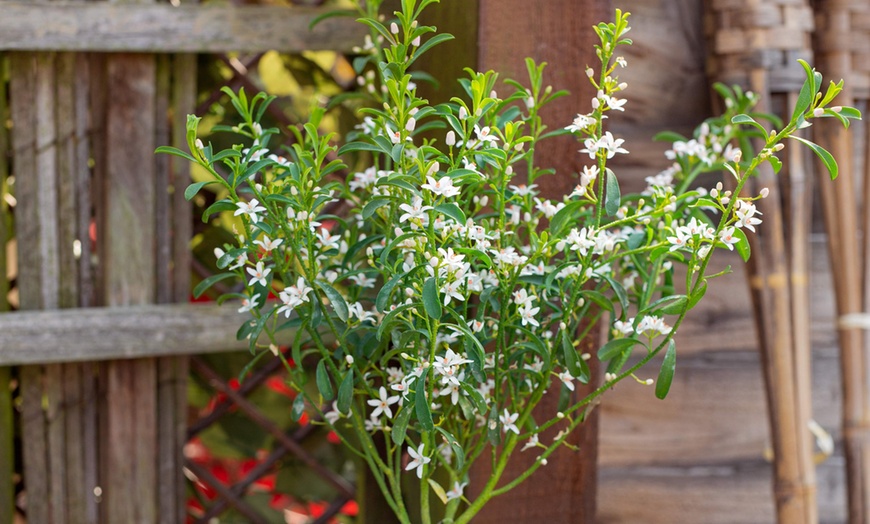 Image 1: Gin and Tonic Plant - One or Two Potted Plants