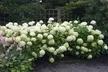 Lot de 1, 2 ou 4 plantes Hortensia 'Strong Annabelle' - Second Medium