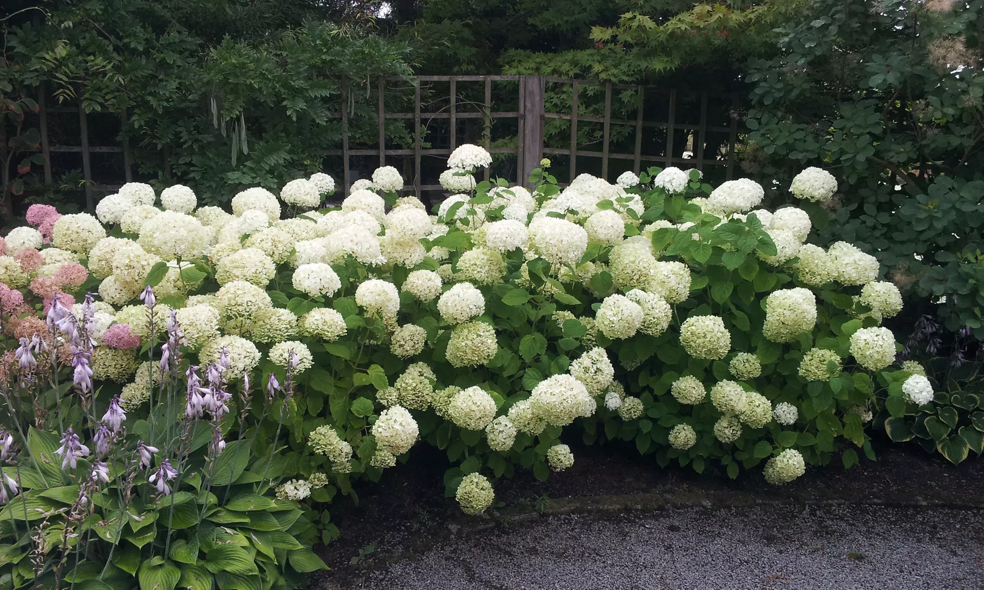 Hortensia  'Strong Annabelle'