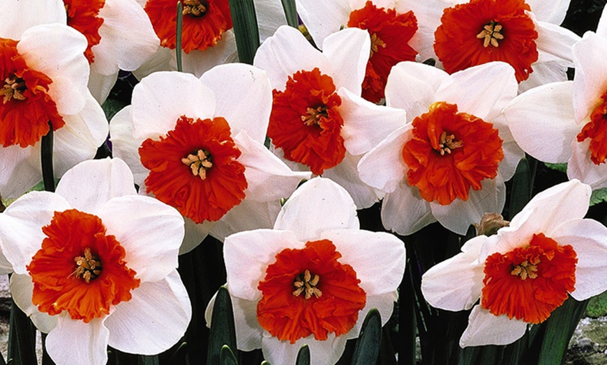 Image 2: 10, 20 or 40 Daffodil Bella Vista Bulbs