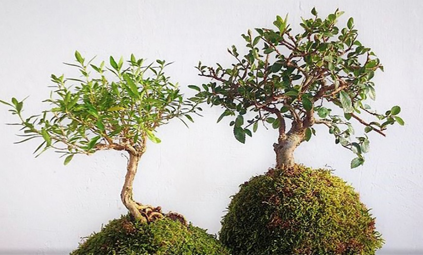 Image 3: Moss Ball Bonsai Tree