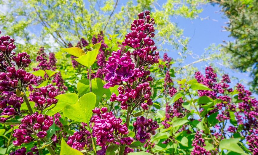 Image 4: Set di 3 Buddleja davidii Butterfly Bush