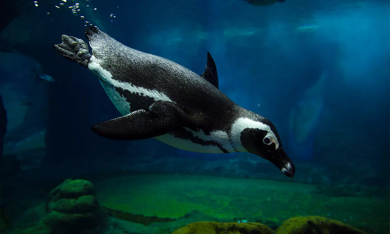 Bilet wstępu do ZOO Wrocław wraz z Afrykarium