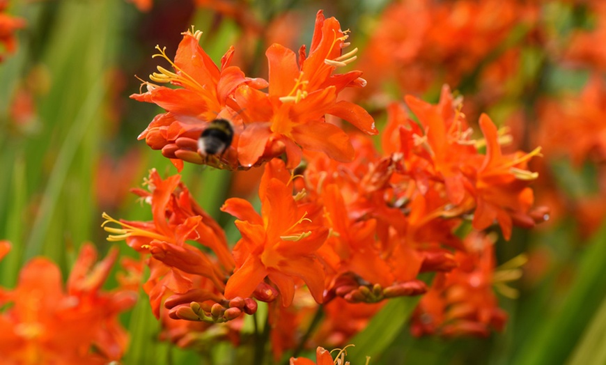 Image 7: 5 or 10 Crocosmia Spitfire Bulbs