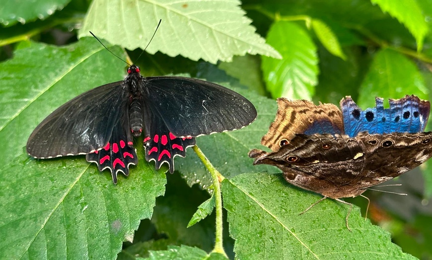 Image 6: Create Memories with the Entry Tickets to the Sussex Butterfly Gardens