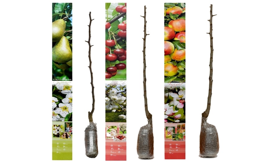 Image 8: Lot de 3 arbres fruitiers au choix