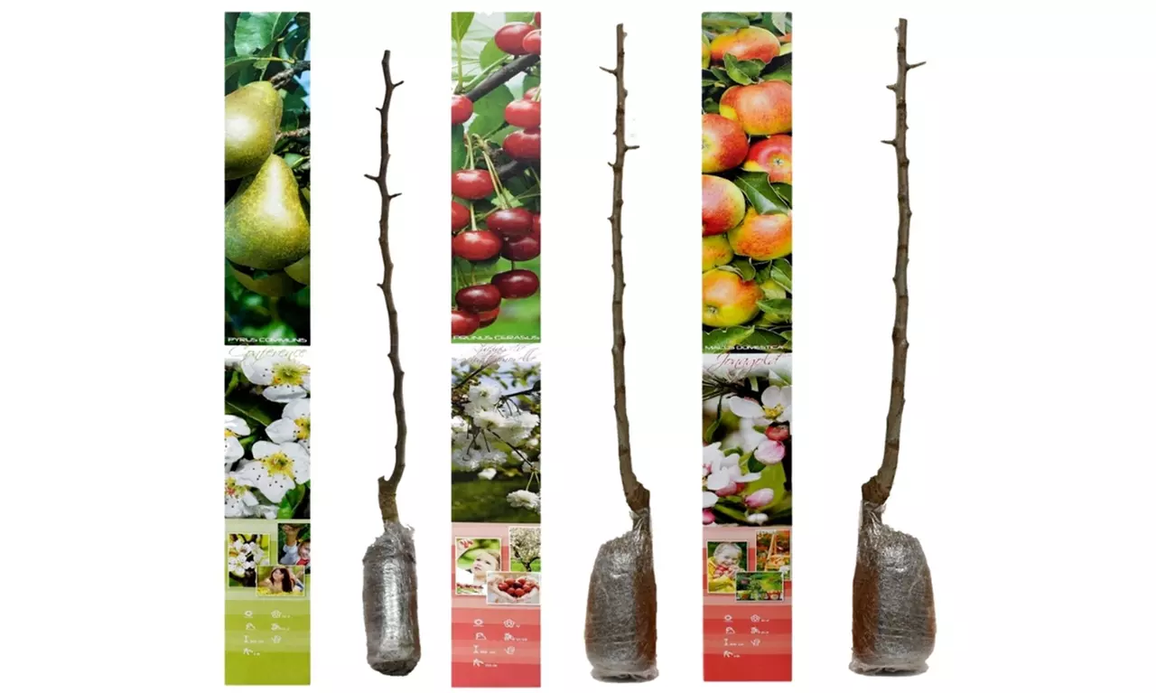 3, 5 o 10 alberi da frutto