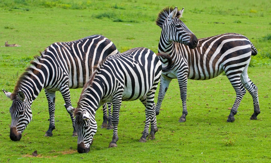 Image 1: Tagesticket Wildpark Schwarzach