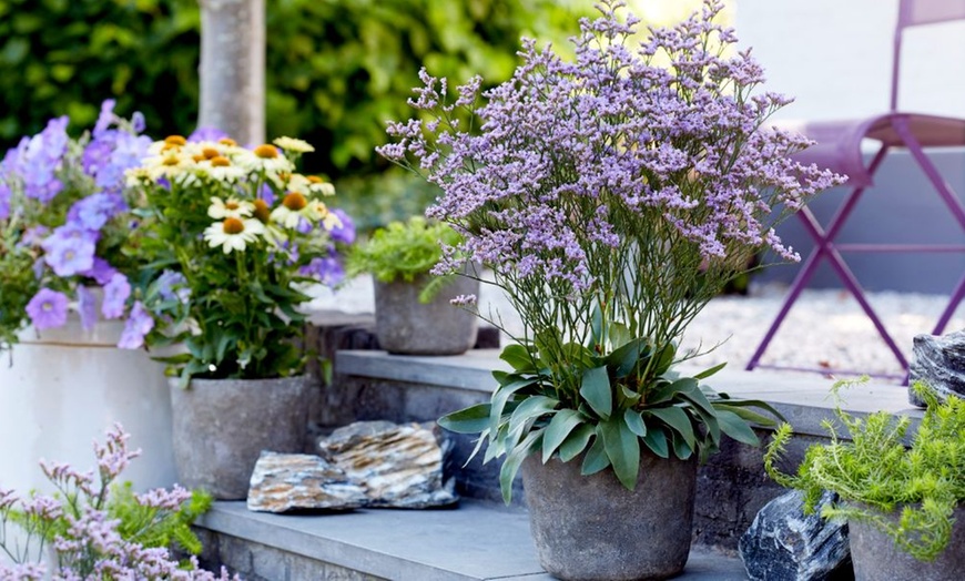 Image 1: One or Three Limonium 'Dazzle Rocks' Potted Plants