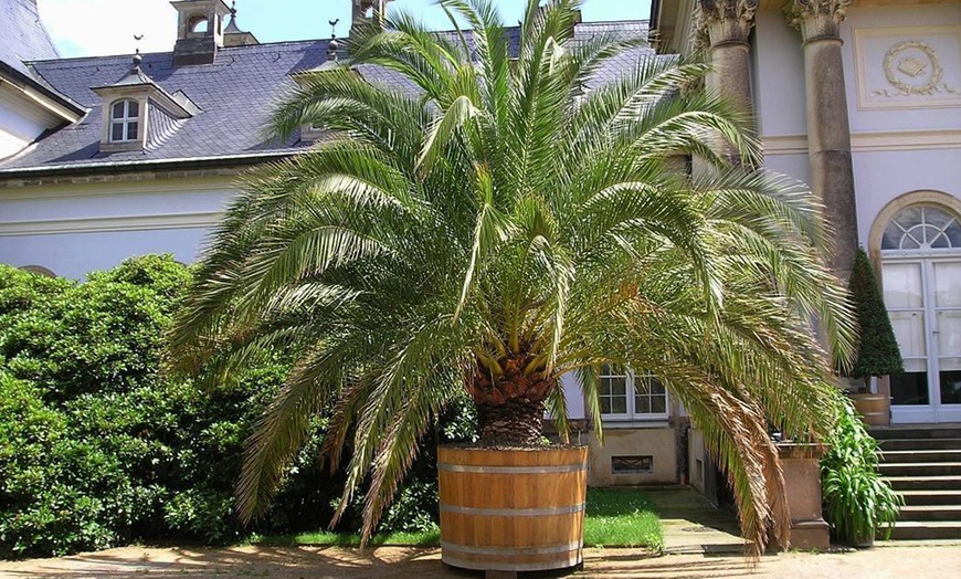 Image 1: Giant Palm Trees