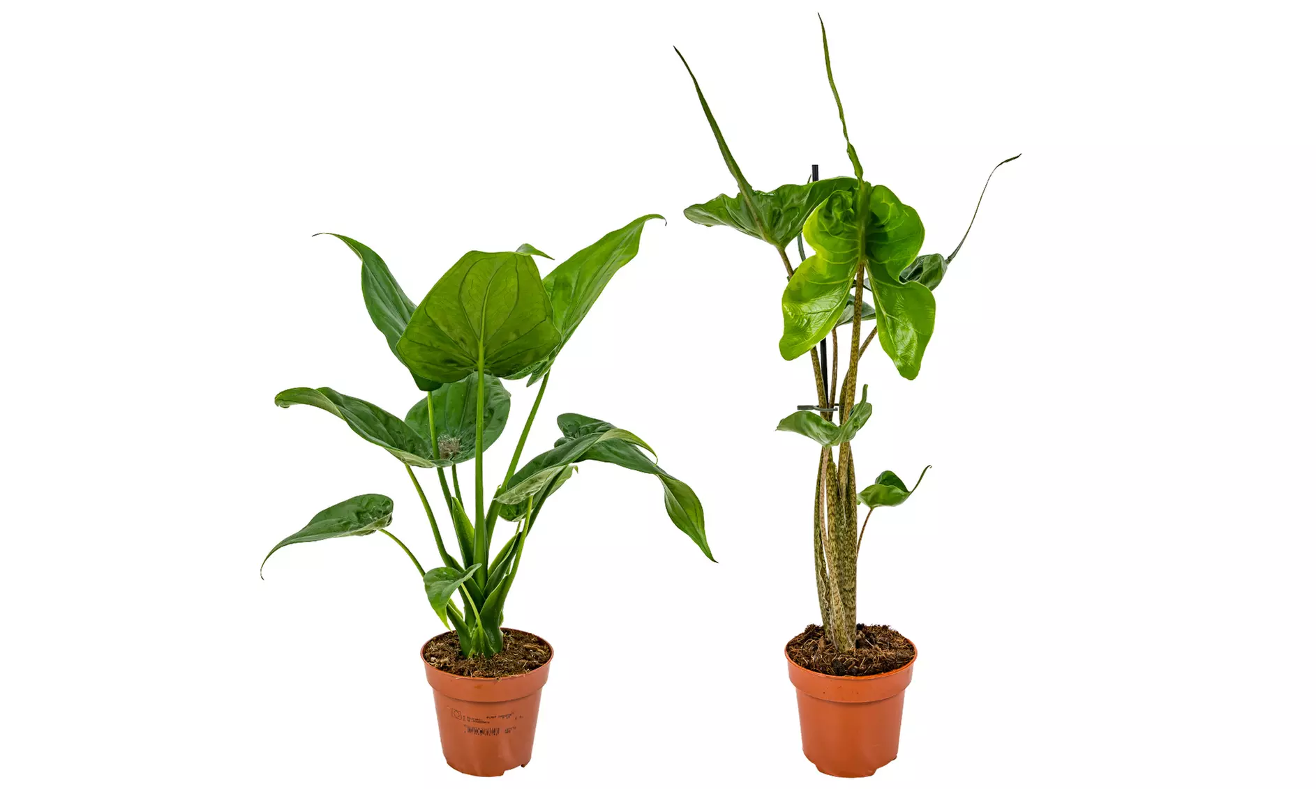 Lot de 2 Alocasia oreille d'éléphant - Second Medium