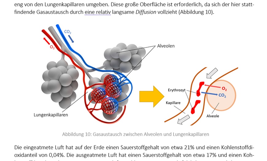 Image 8: Online-Fitness-Trainerlizenz