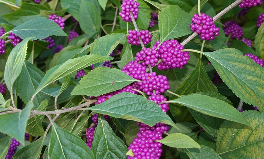 Image 5: XL Callicarpa Profusion Plant