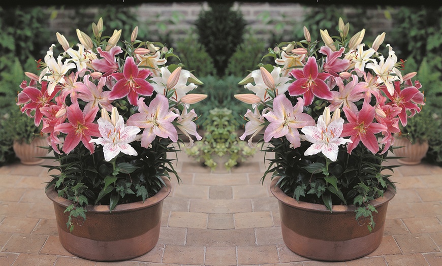 Image 2: Giant Scented Lily Oriental Mixed Collection - 24 or 48 Bulbs