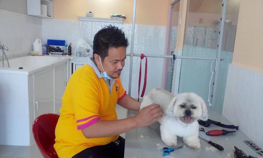 Image 3: Full Grooming for a Cat or Dog at Paws & Whiskers Pets Nursery