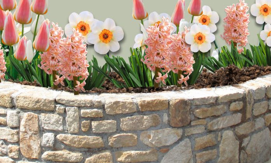 Image 5: Confezione di 25 bulbi con varietà di fiori color pesca e rosa