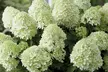 Hydrangea Paniculata 'Little Spooky' 9cm Pot - 1 or 2 Plants - Image 3