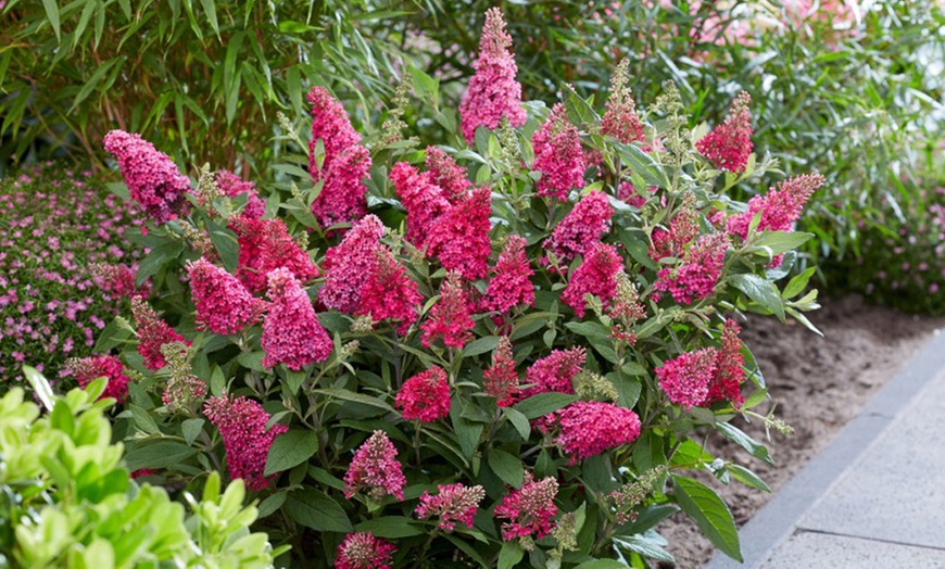 Image 9: Dwarf Patio Buddleja ‘Butterfly Candy’ Potted Plant Collections
