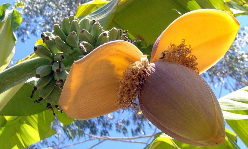 Image 4: Musa Basjoo Outdoor Banana Plants