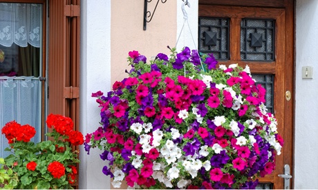 6 piante di petunia rampicante a fiore grande in diversi colori