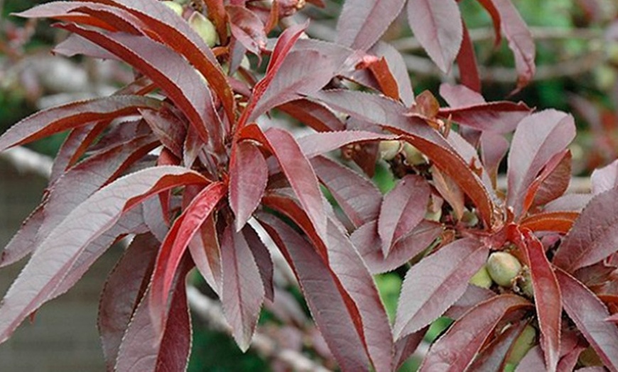 Image 3: Crimson Leaf Patio Peach Tree