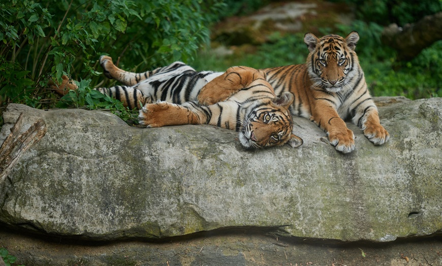 Image 2: Tageskarte für den Zoo Krefeld