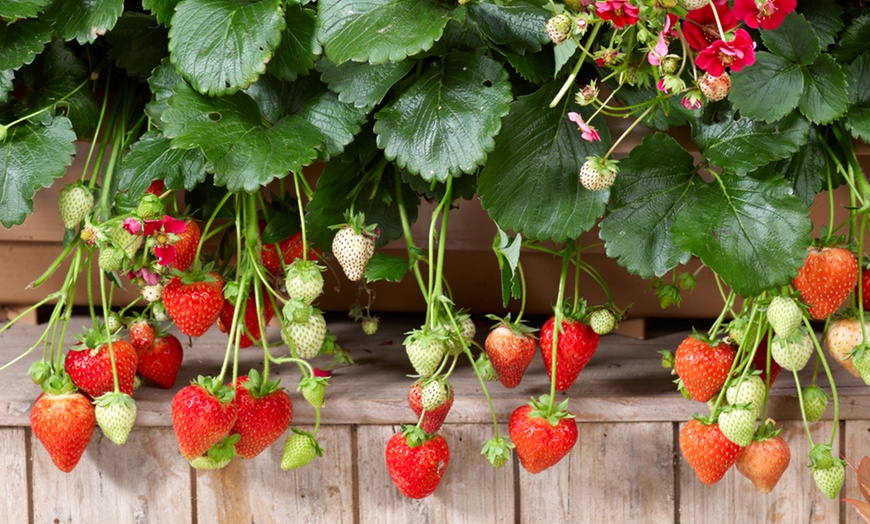 Image 4: Strawberry Summer Breeze Collection - 3, 6 or 9 Potted Plants