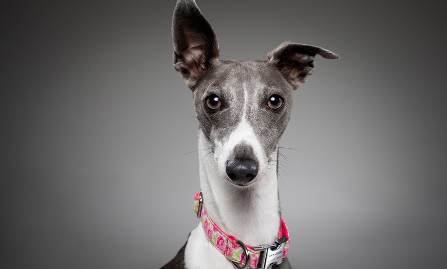 Image 11: Capture Precious Pet Moments in Studio at Barrett & Coe studios