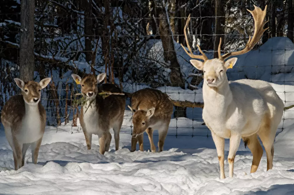 Santa’s Christmas – Express Tractor Train Ticket for 1, 2, 3, or 4 Guests at Charmingfare Farm, Inc.