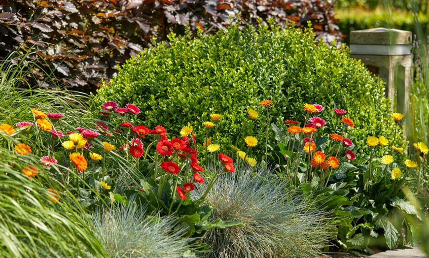 Image 7: Hardy Gerbera 'Cheeky' Potted Plants
