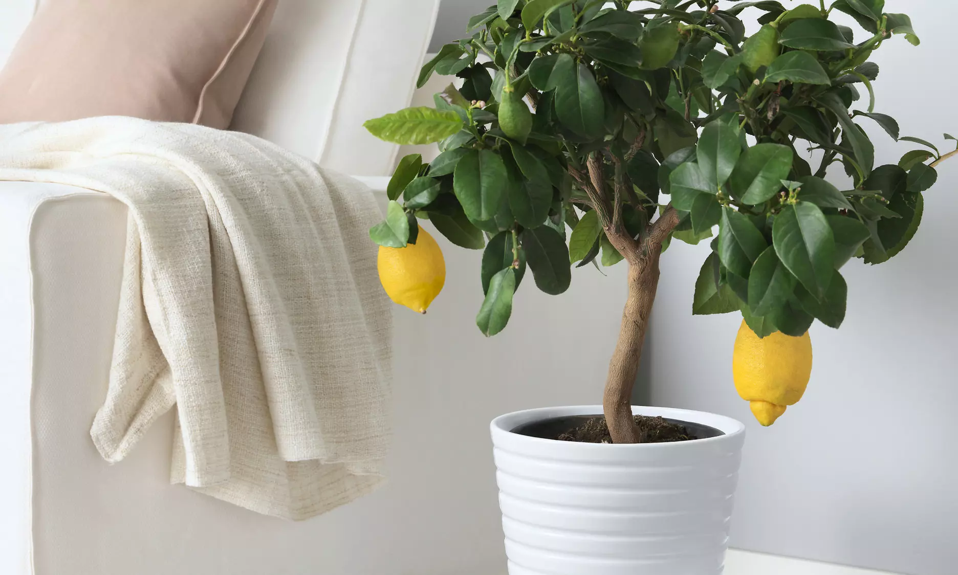 4 plantas mediterráneas