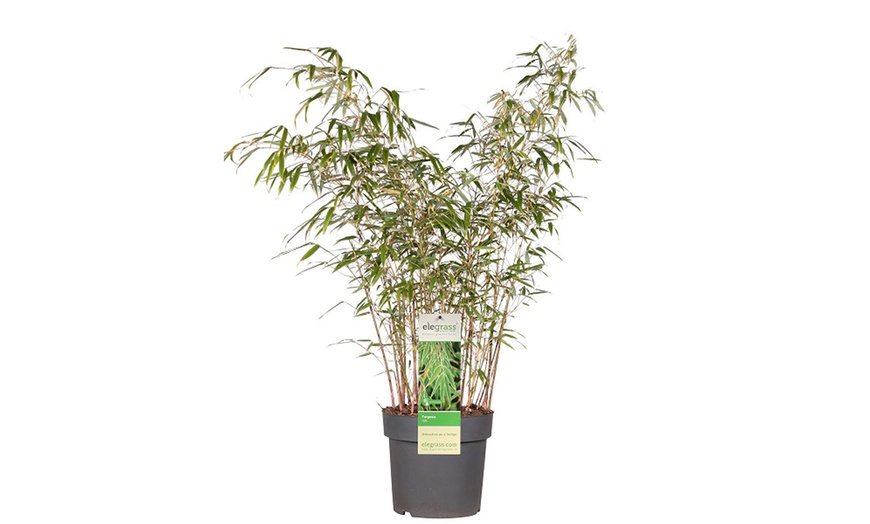 Image 5: One or Two Umbrella Bamboo 'Fargesia Rufa' Potted Plants 