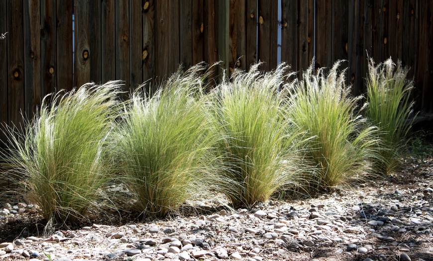 Stipa Ponytails Grass | Groupon Goods