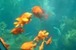 Embark on a Thrilling Semi-Submarine Adventure for Kids, Adults, Seniors & Even Infants with Catalina Adventure Tours
 - Second Medium