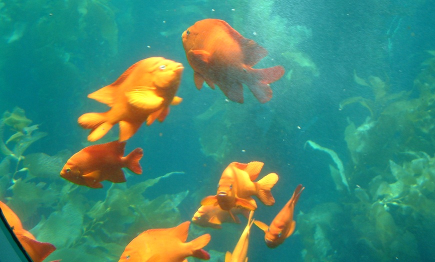 Image 6: Nautilus Semi-Submarine Tours—Fun for Kids, Adults & Seniors!
