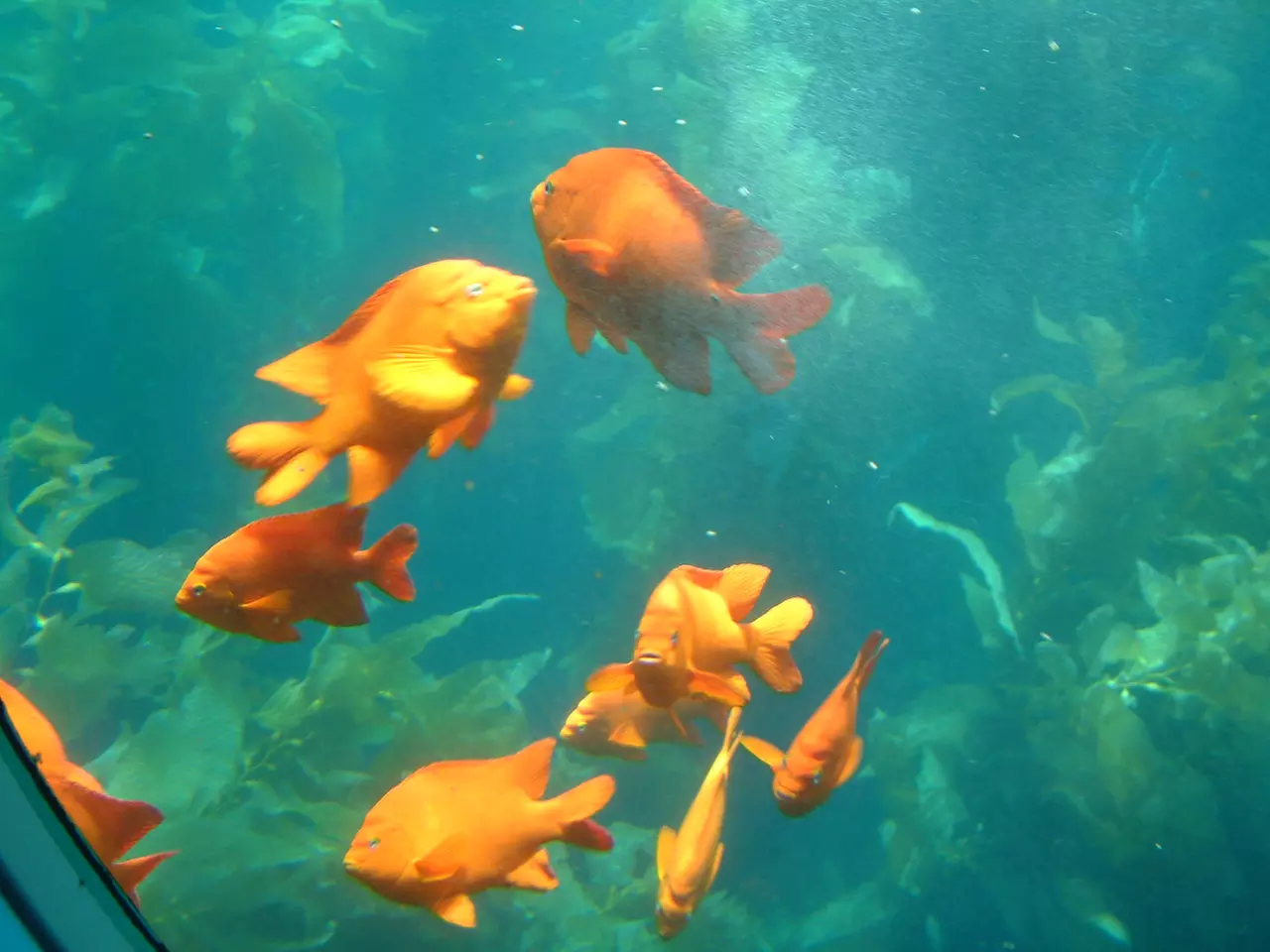 Nautilus Semi-Submarine Tours—Fun for Kids, Adults & Seniors!
