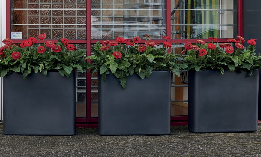 Image 5: Gerbera Patio Collection of Six Plants