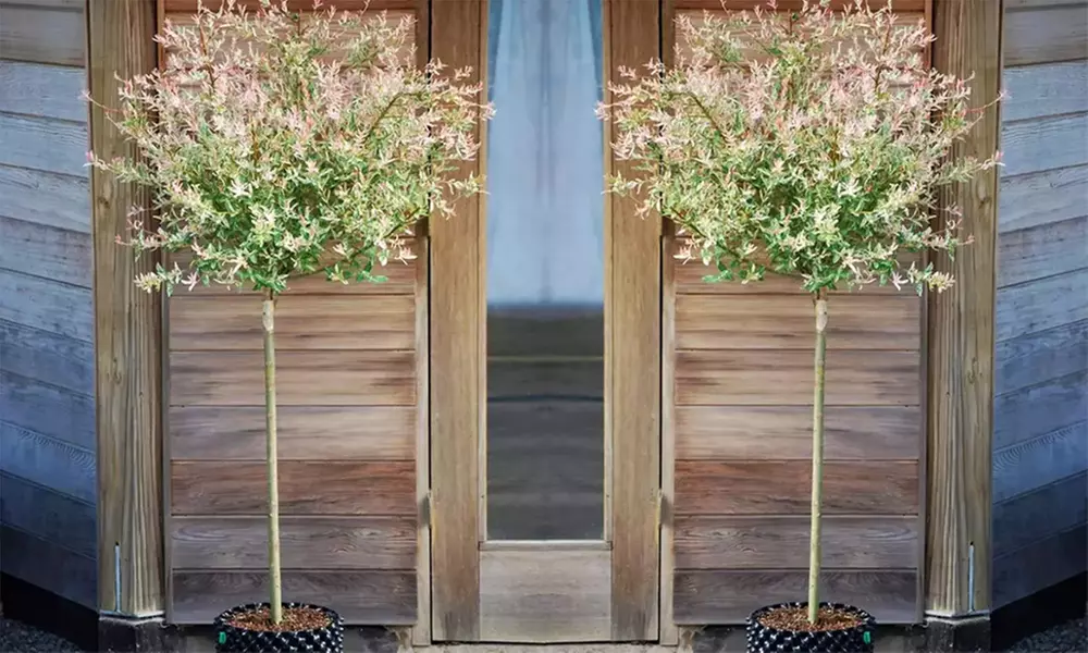 1x, 2x oder 4x Flamingobaum Hakuro Nishiki - Primary Image