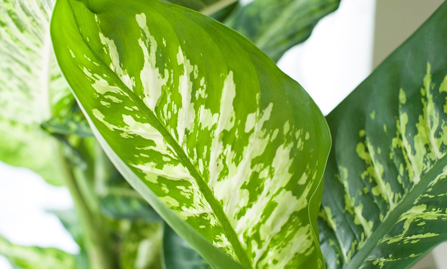 Image 6: Large Dieffenbachia Plant 