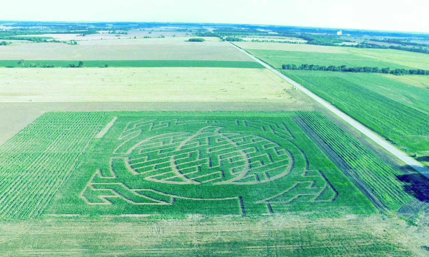 Admission to Corn Maze Day at Klausmeyer Dairy Farm&Pumpkin Patch (Up to 50% Off) - Primary Image