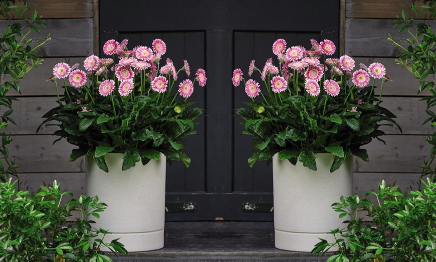 Image 2: Gerbera Sweet Fiesta Plant