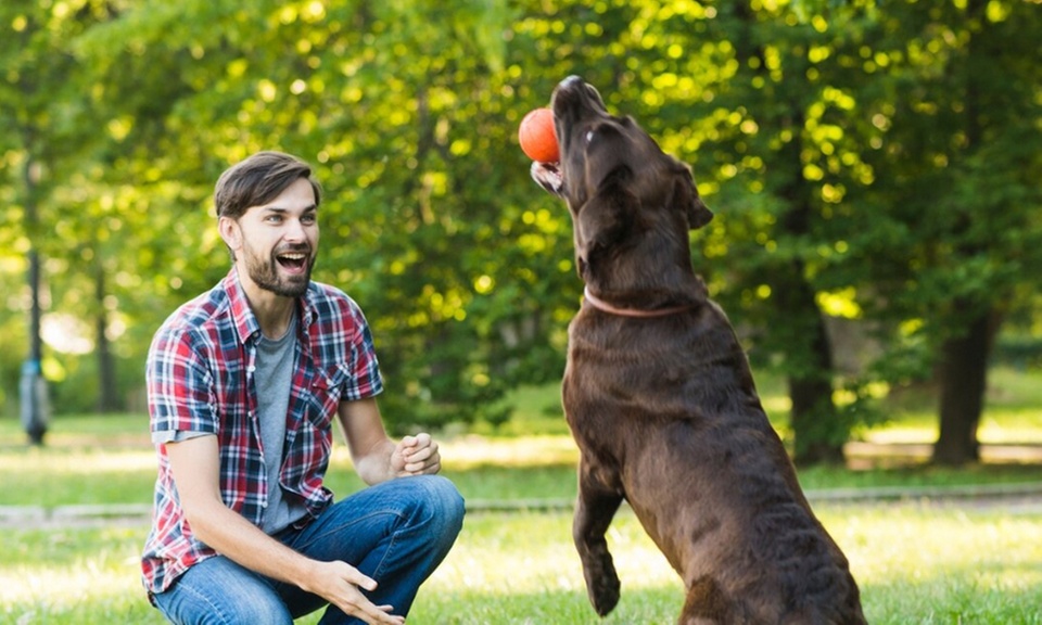 Master Dog Training and Care with Our 10-course Bundle