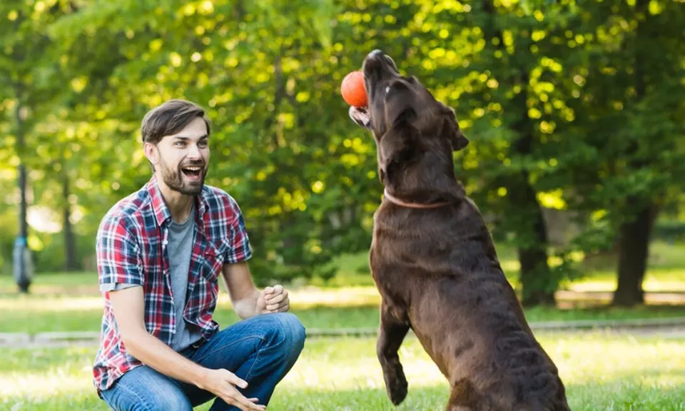 Unlock expert dog training and care skills with our 10-course bundle by Training Express(Up To 70% Off) - Primary Image
