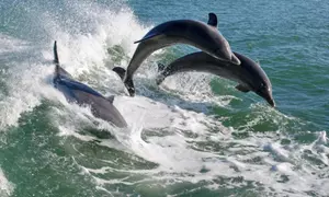 Dolphin Racer Adventure Boat Tickets out of St. Pete Beach