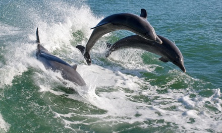 Dolphin Racer Adventure Boat Ticket - For 1 Child (ages 3-12) - Dolphin Racer Adventure - Tampa Bay Area