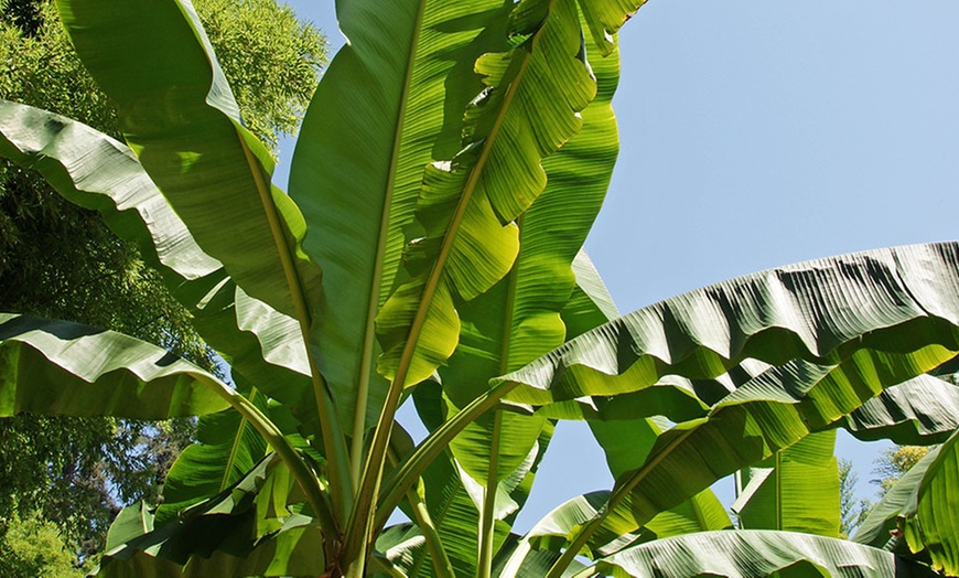 Image 1: Japanse Hardy Banana or Abyssinian Banana Plant in 12cm Pot
