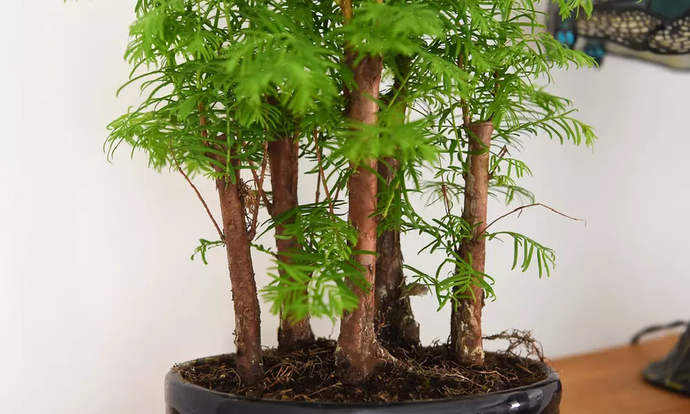 Bonsai Metasequoia Forest in Ceramic Pot - 1 or 2 Plants