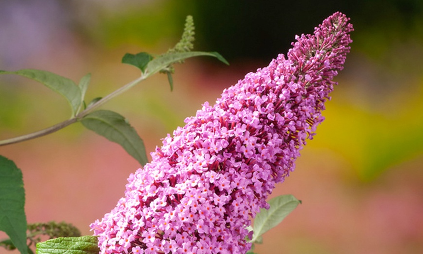 Image 4: Lot de 3 ou 8 plantes de Buddleja Davidii