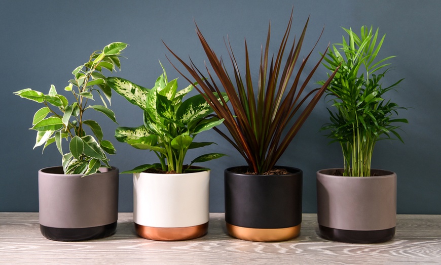 Image 2: Houseplant Collection